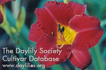 Daylily Calypso Dancer